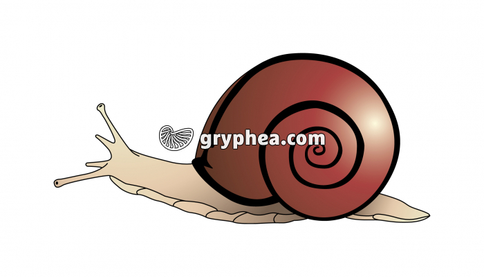 Escargot des bois (mollusque gastéropode) - infographie - gryphea.com